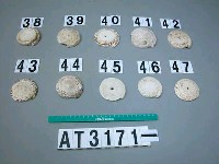 藏品(芋螺貝)的圖片